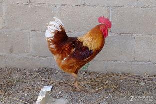 丹东溜达鸡爆料最新消息,揭秘事件背后惊人真相