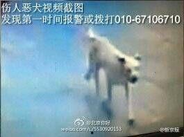 疯狗 在线观看,在线惊悚悬疑,揭秘疯狂世界 第3张 疯狗 在线观看,在线惊悚悬疑,揭秘疯狂世界 第3张